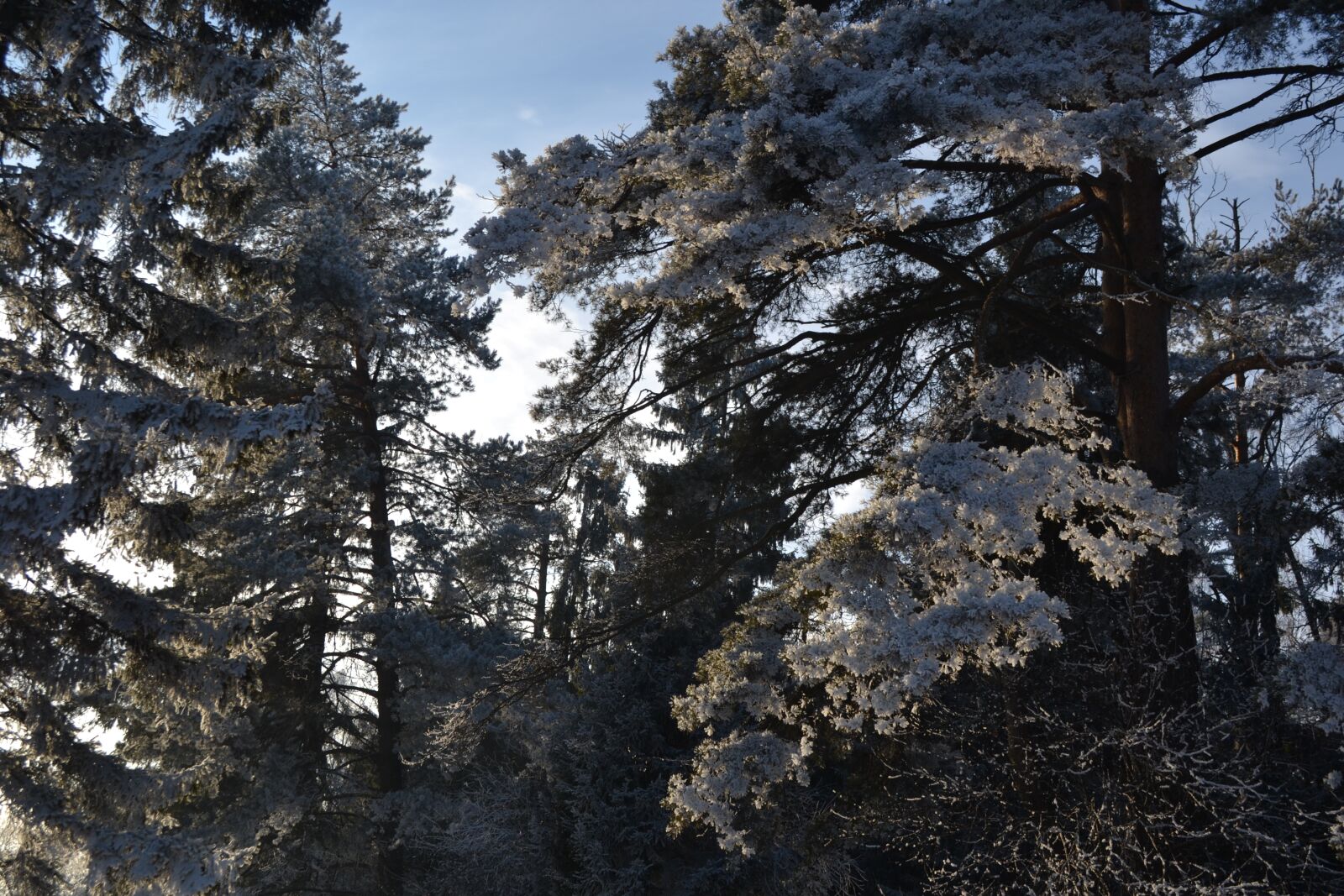 Nikon D3100 sample photo. Russia, nature, road photography