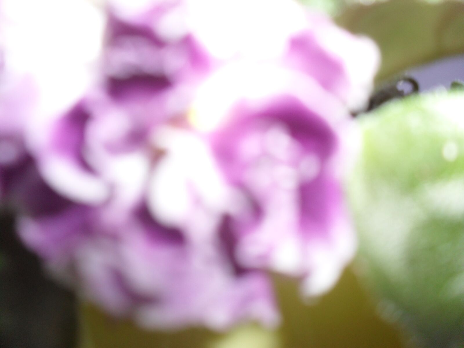 Samsung ES60 / VLUU ES60 /  SL105 /  ES63 sample photo. Blur, violet, flower pot photography