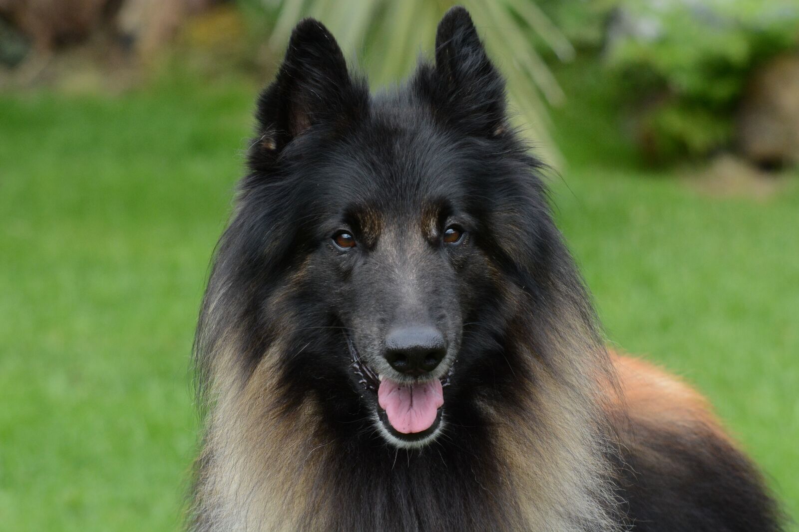 Nikon D7100 sample photo. Belgian, shepherd, dog photography