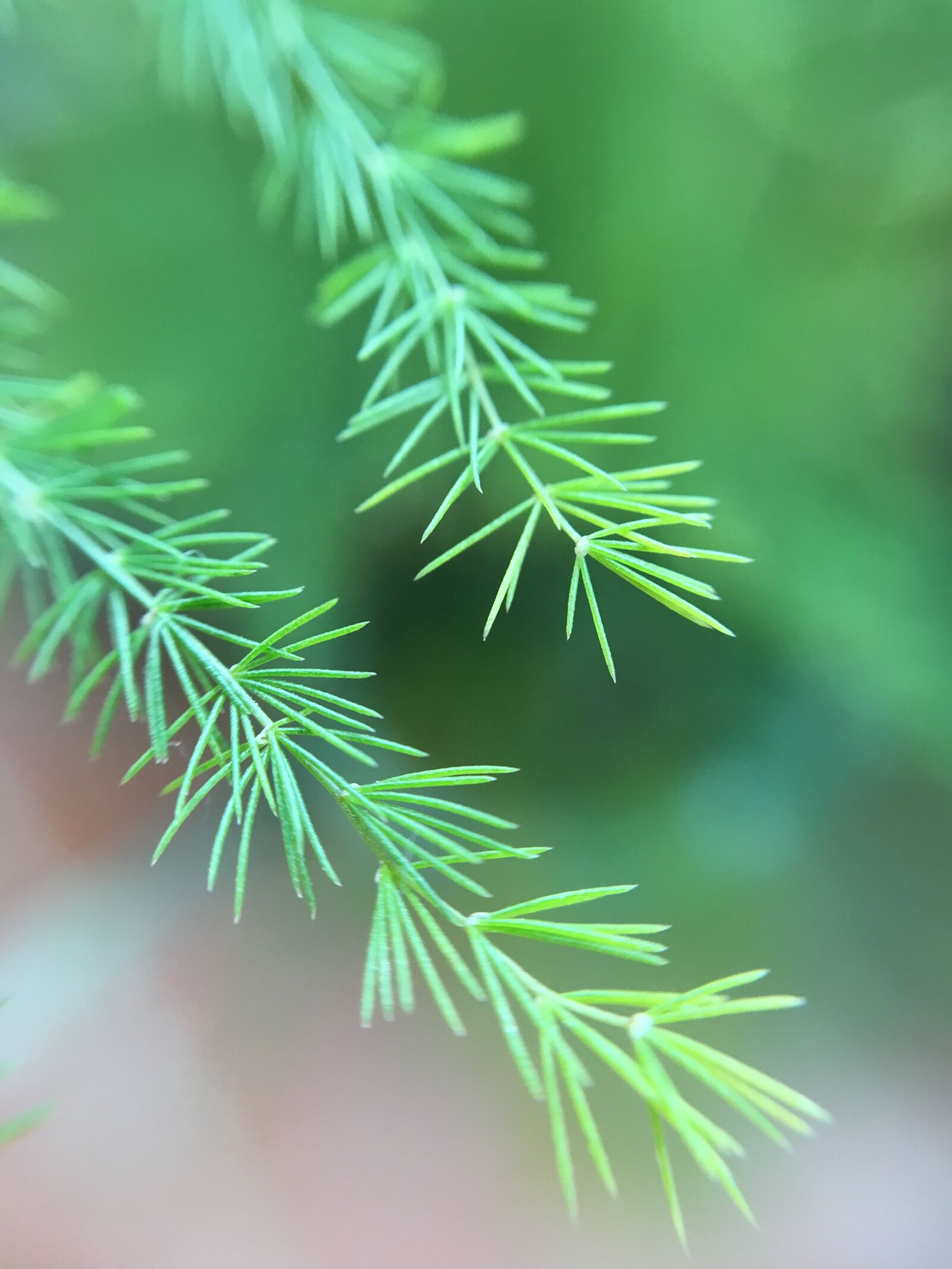 Apple iPhone 6s sample photo. Needles, fir tree, leaves photography