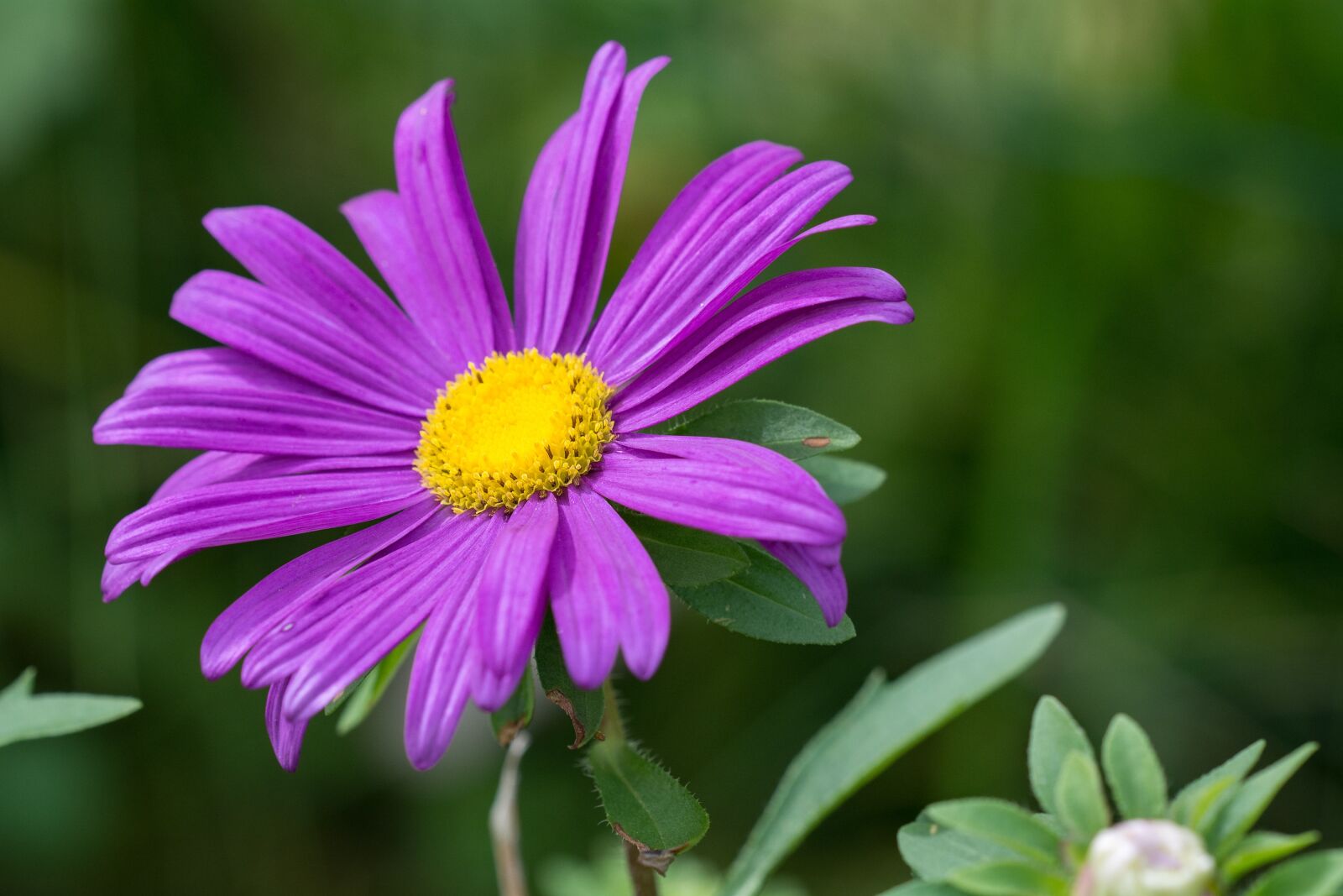 Nikon D7100 sample photo. Flower, purple, purple flower photography