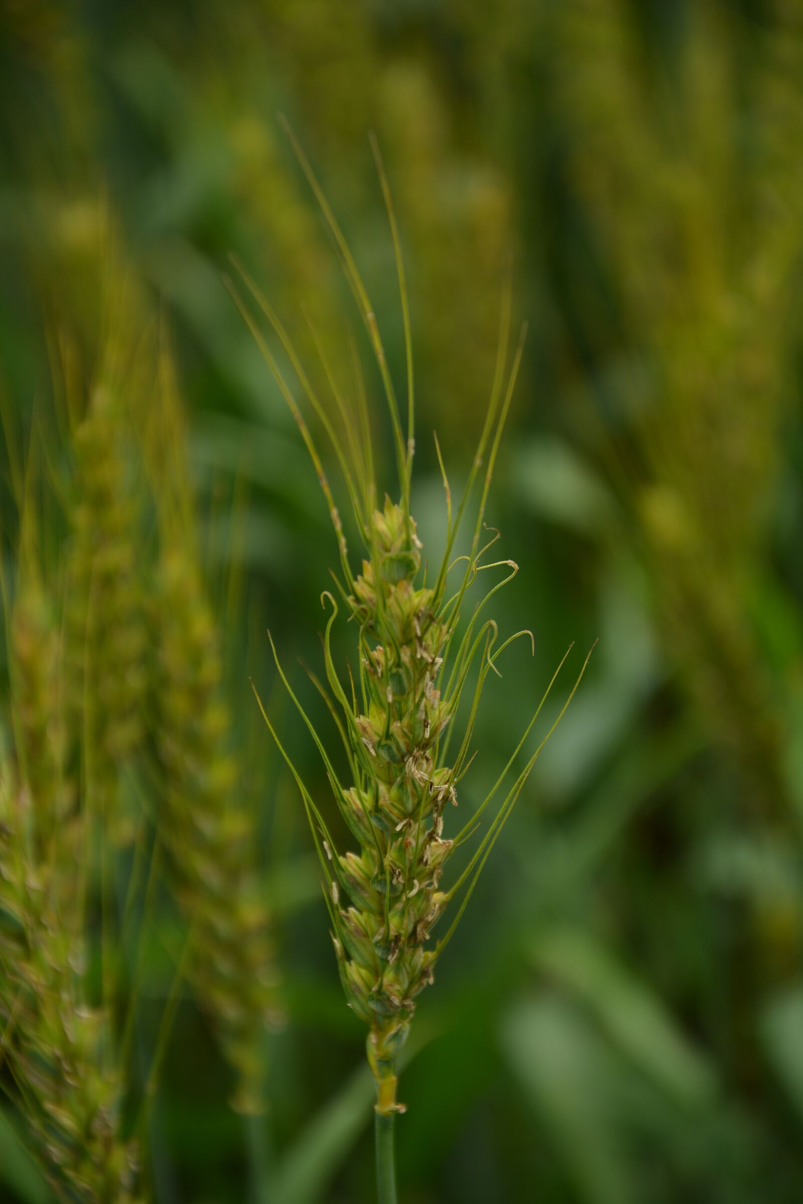 Nikon D5200 sample photo. Wheat, green, static photography
