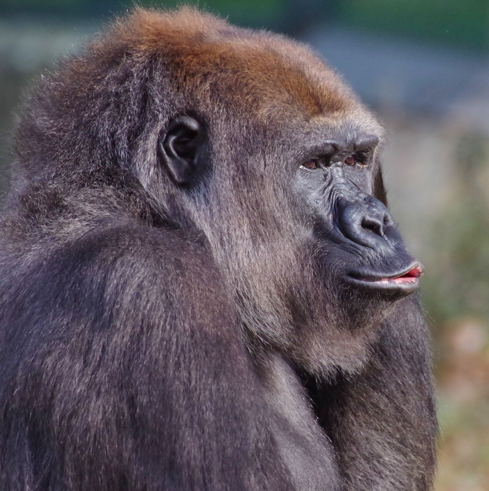 Pentax K-30 sample photo. Gorilla, zoo, ape photography
