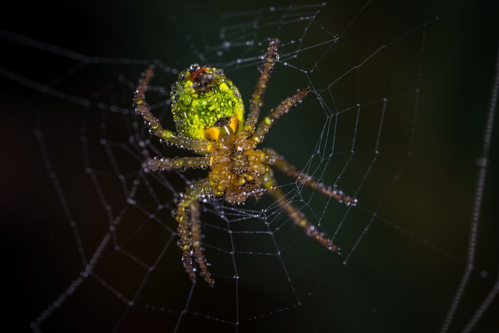 #124 65/2.8 sample photo. Spider, spider web, trap photography