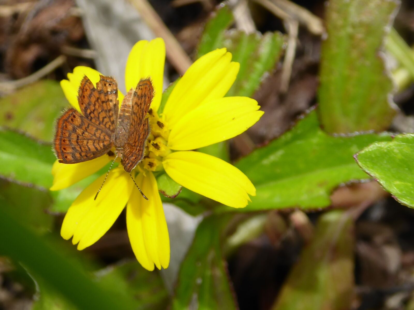 Panasonic Lumix DMC-ZS50 (Lumix DMC-TZ70) sample photo. Flower, yellow, butterfly photography