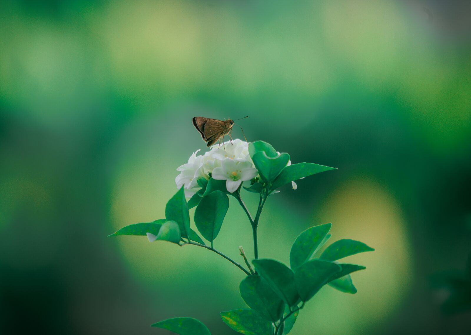 Nikon D700 sample photo. Butterfly, beans, flower photography