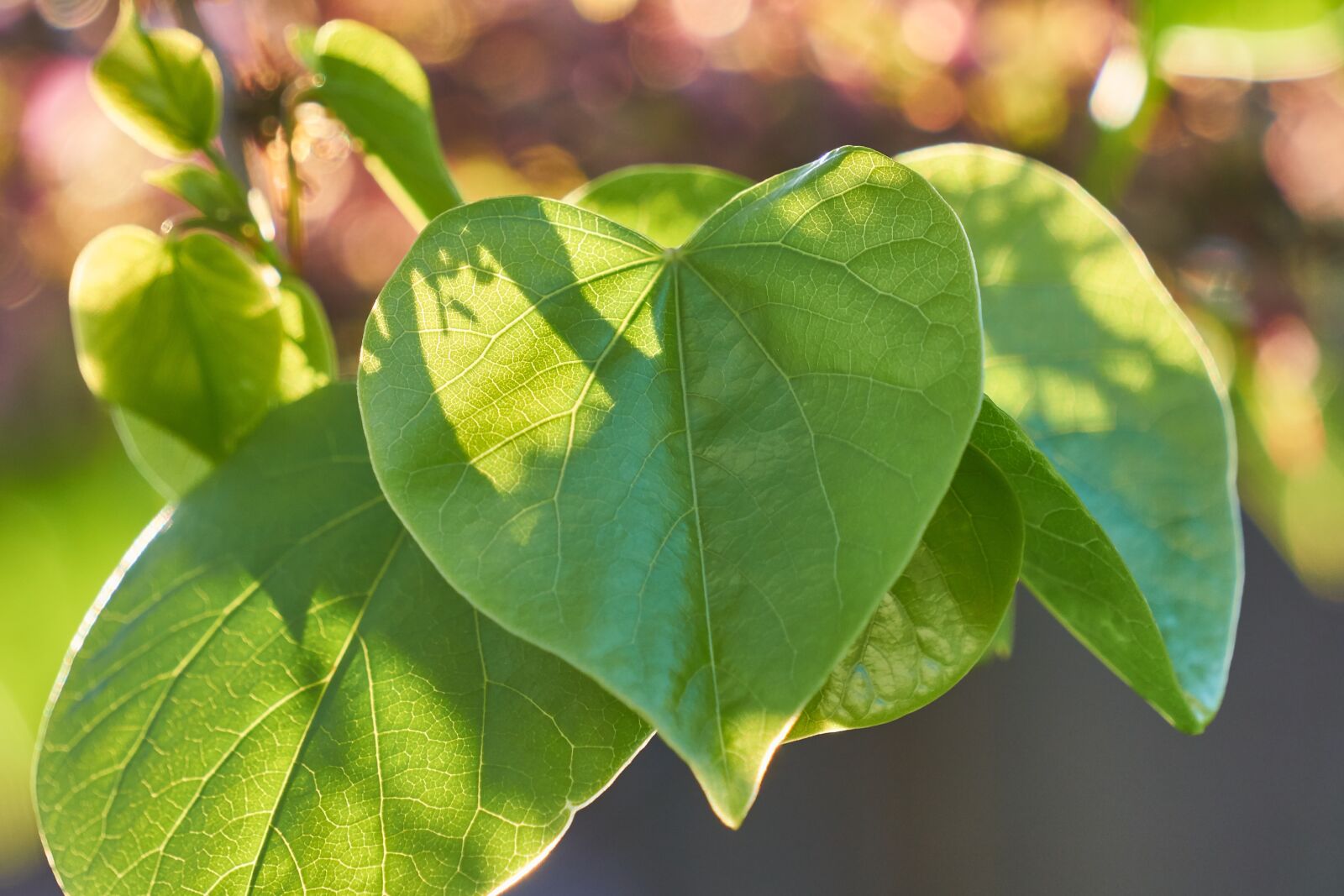 Sony E 55-210mm F4.5-6.3 OSS sample photo. Leaf, heart, heart shape photography