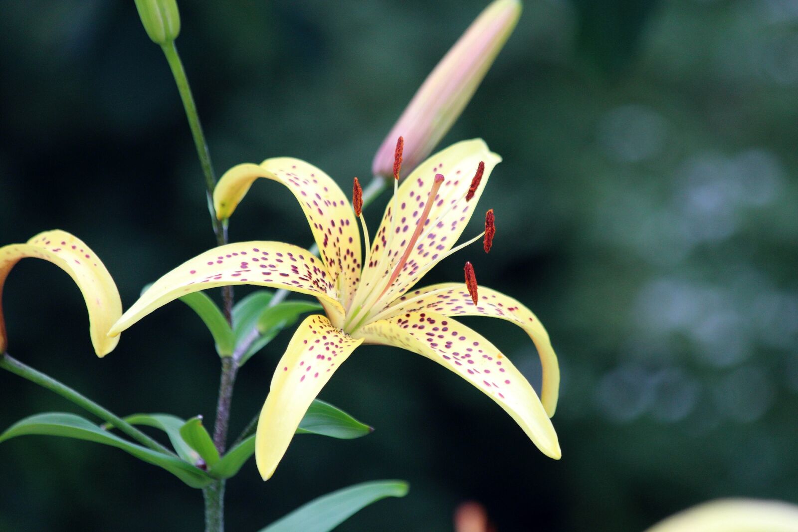 Canon EOS 650D (EOS Rebel T4i / EOS Kiss X6i) sample photo. Lily, nature, plant photography