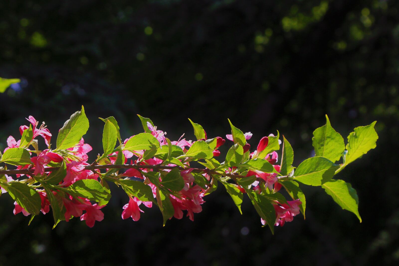 Canon EF 24-105mm F4L IS USM sample photo. Flowers, tree, spring photography