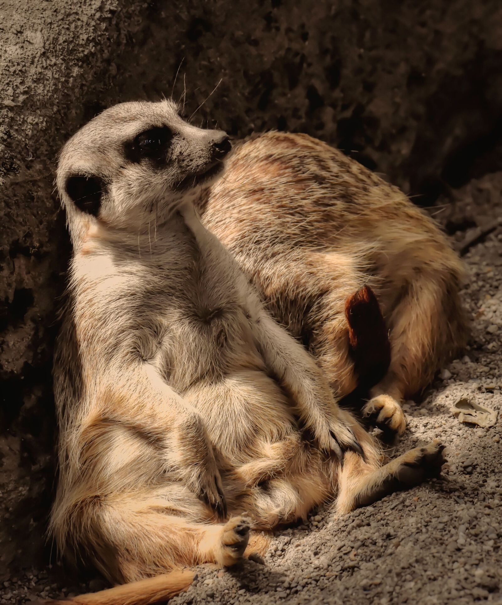 Nikon D7200 sample photo. Meerkat, animal, nature photography