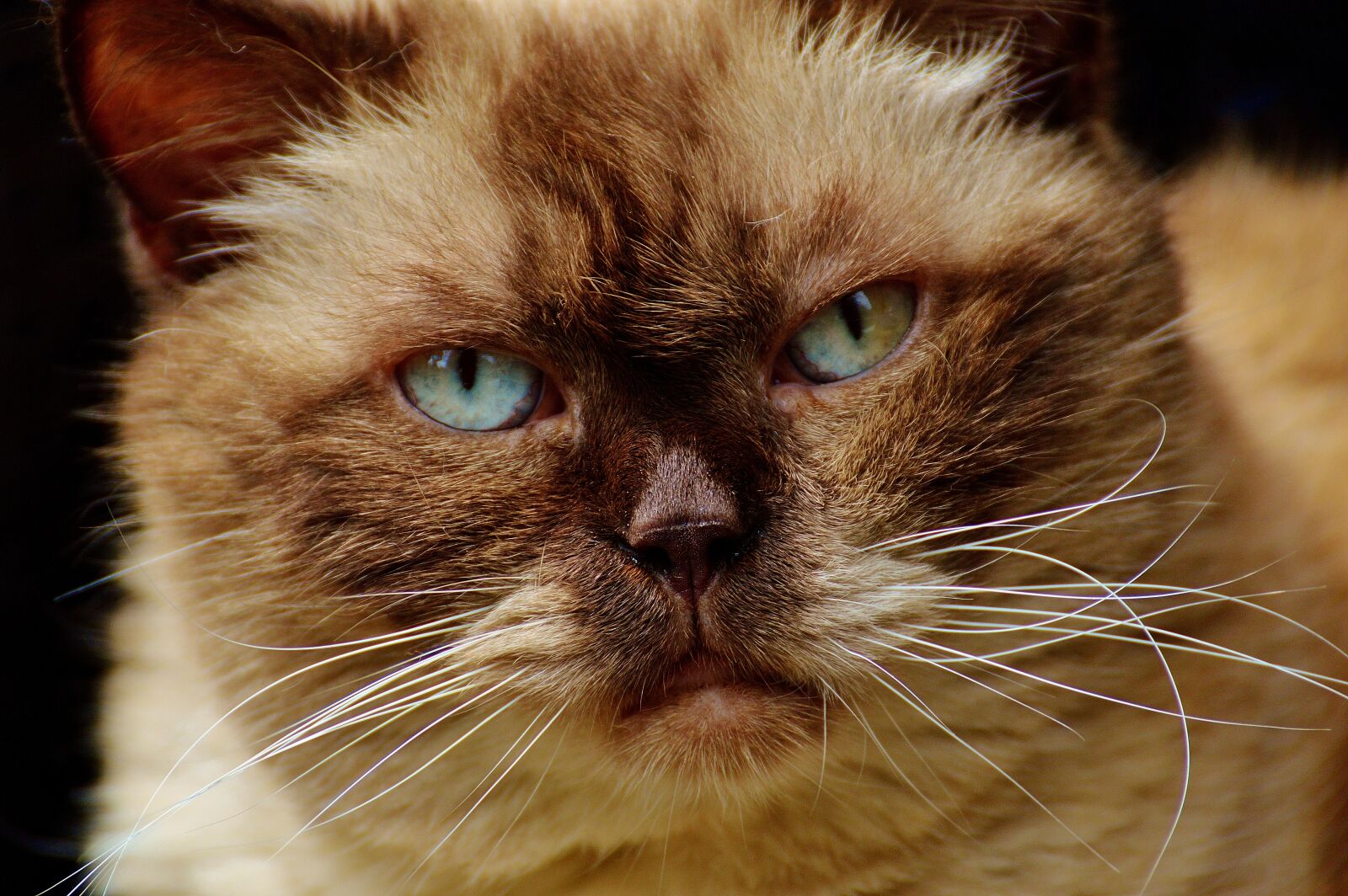 Nikon D3200 sample photo. British shorthair, cat, mieze photography
