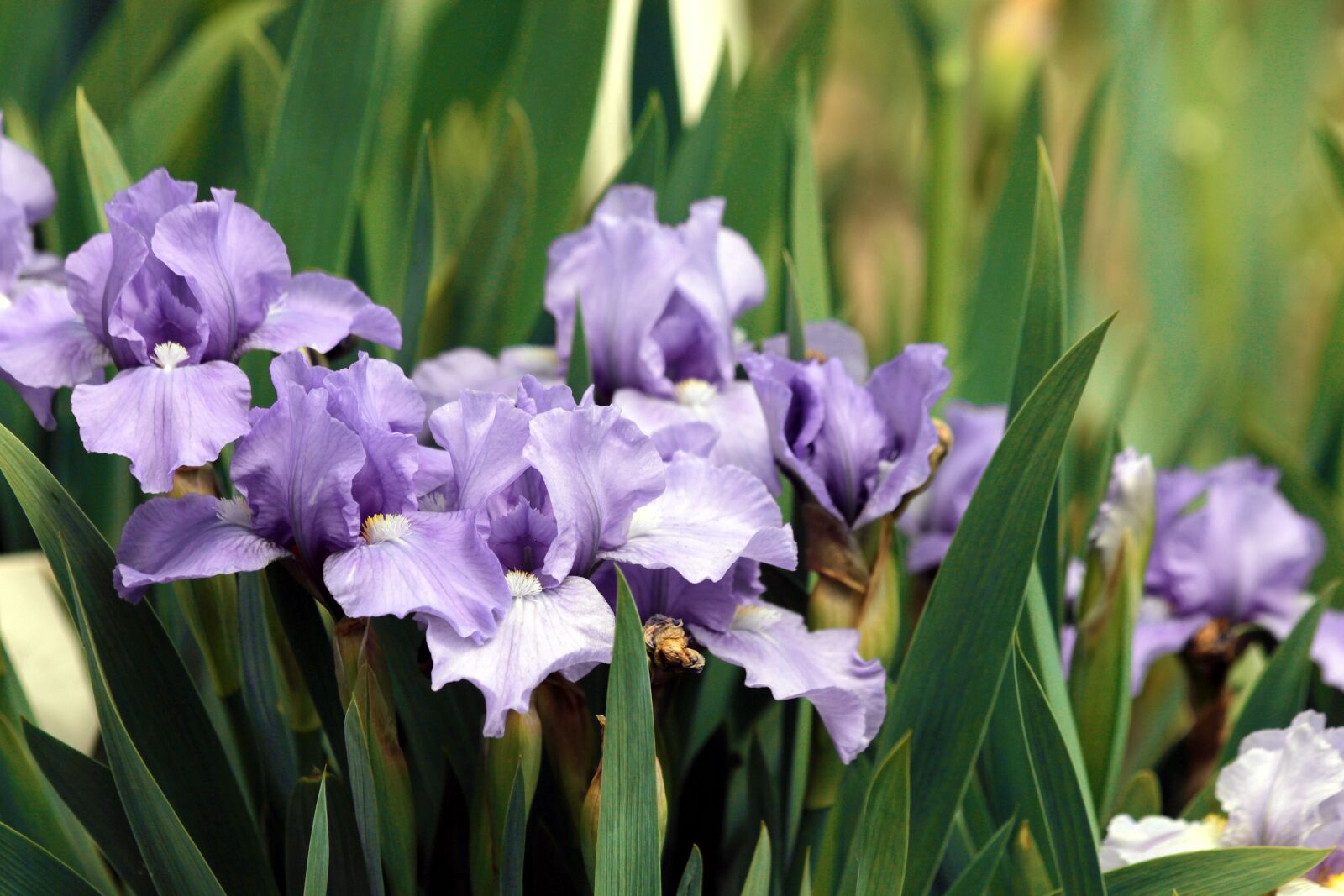 Canon EOS 650D (EOS Rebel T4i / EOS Kiss X6i) sample photo. Irises, purple iris, flowers photography