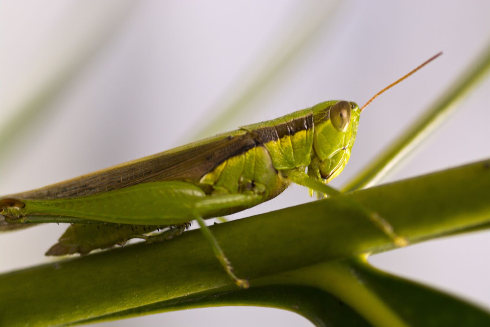 Nikon D5200 sample photo. Grasshopper, insect, bug photography