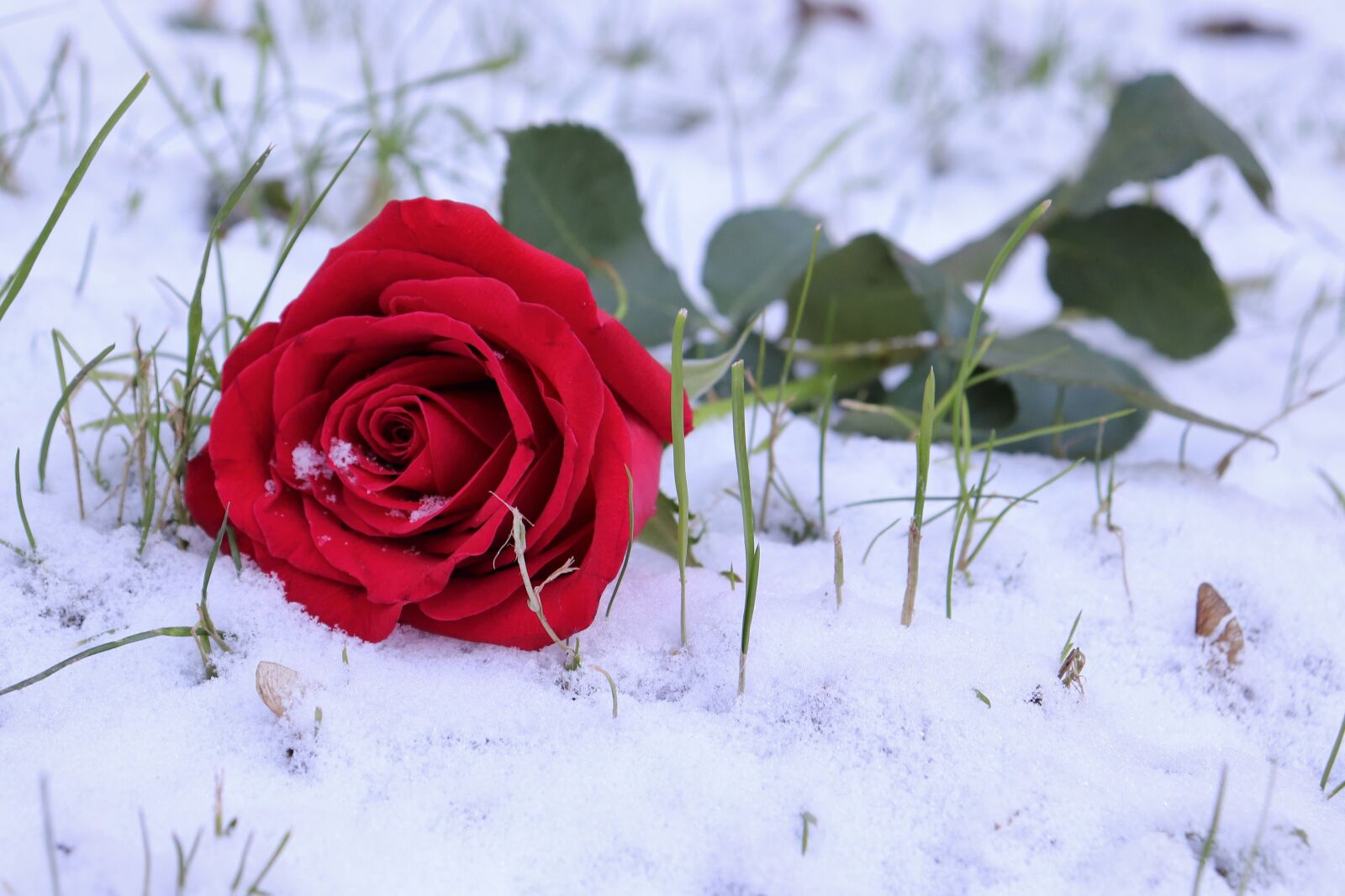 Canon EOS 200D (EOS Rebel SL2 / EOS Kiss X9) sample photo. Red rose in snow photography