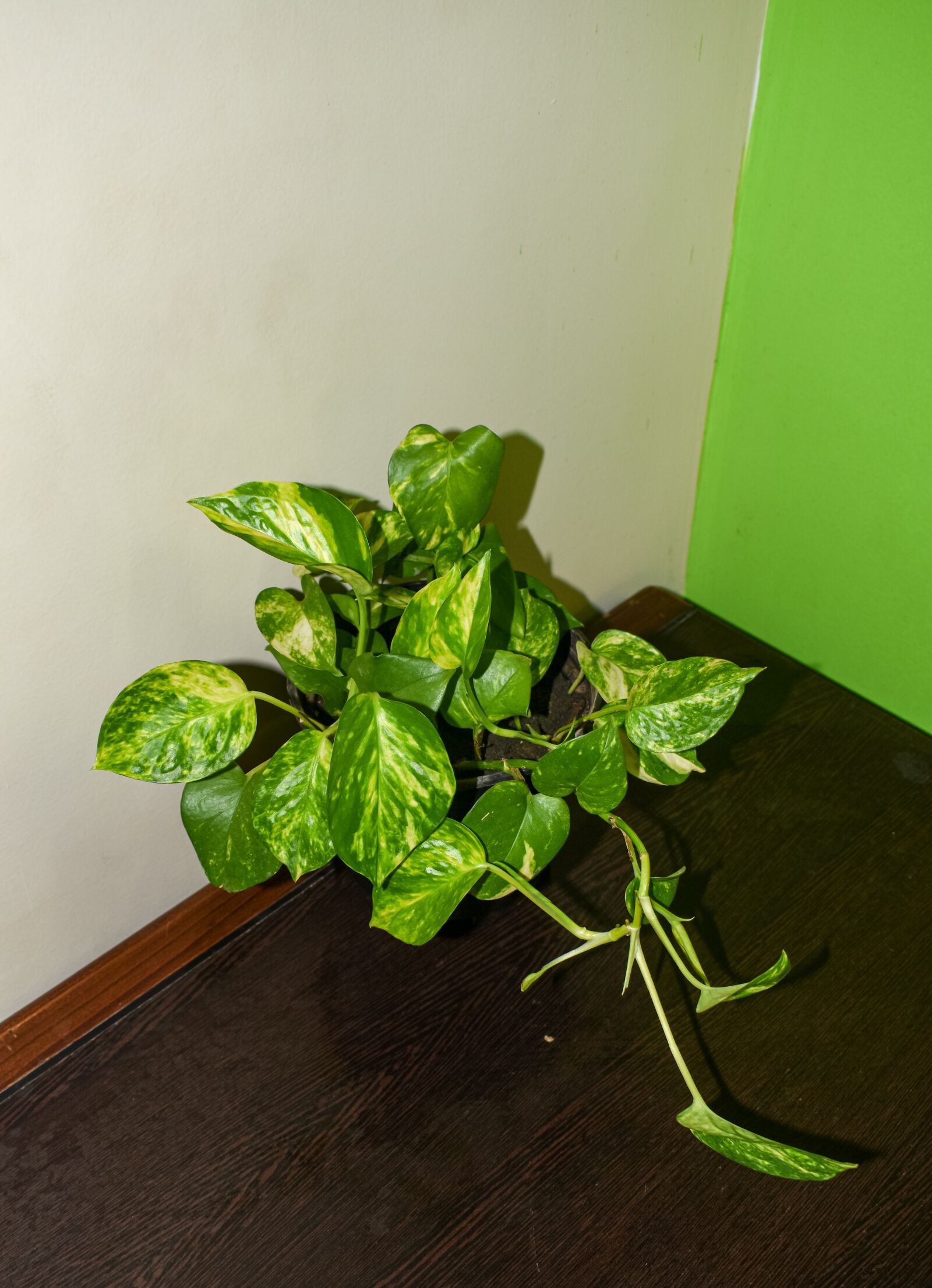 Nikon D3500 sample photo. Plant, green, leaf photography