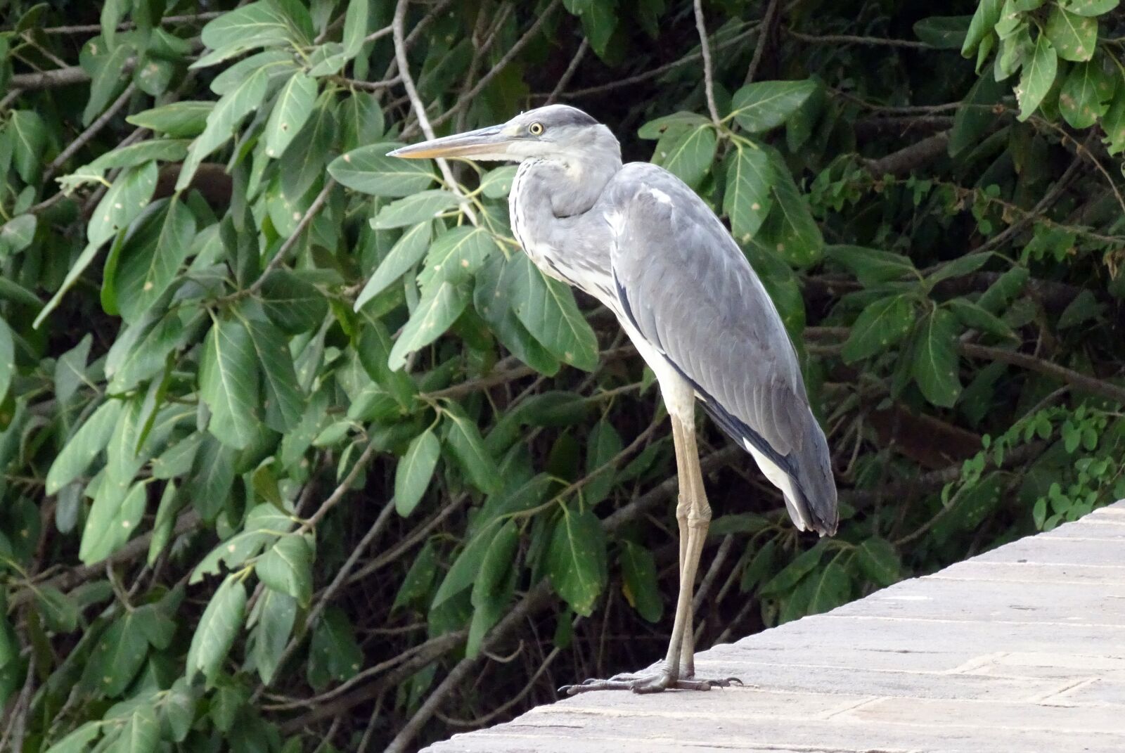 Sony Cyber-shot DSC-HX90V sample photo. Grey heron, ardea cinerea photography