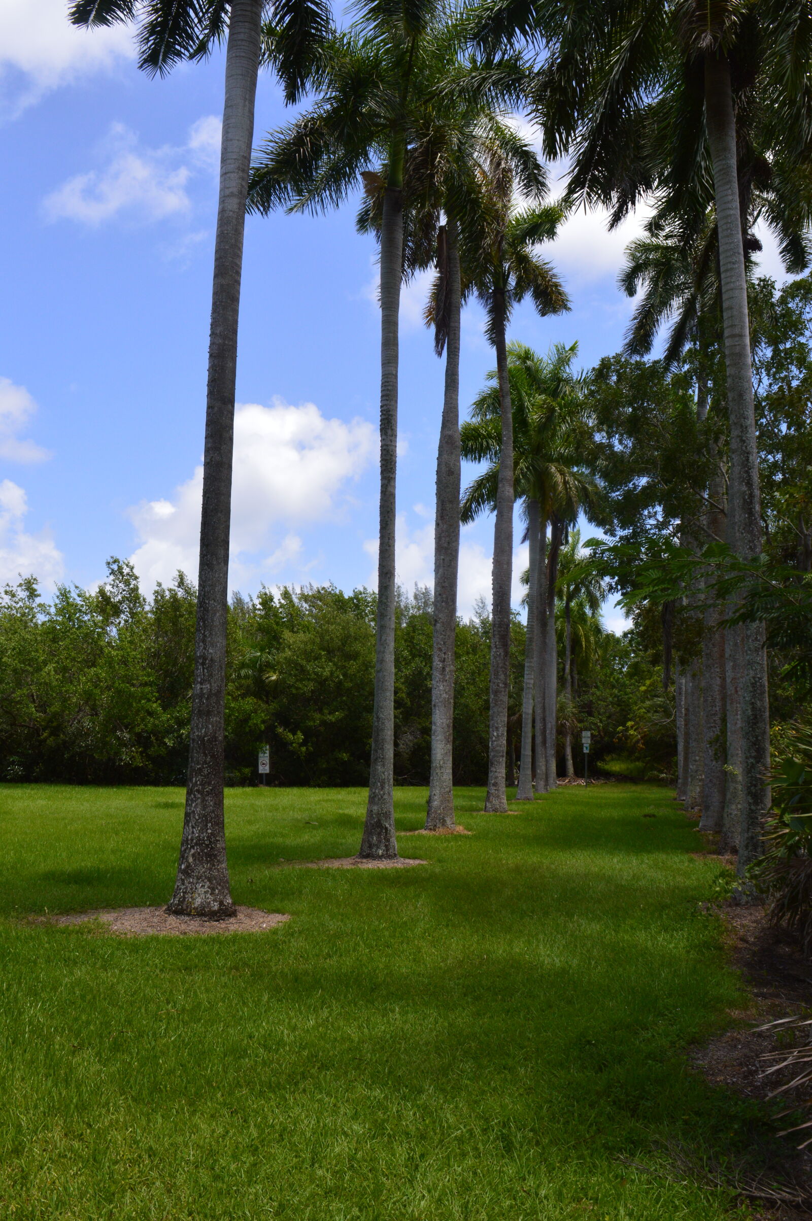 Nikon D3200 sample photo. Blue, sky, florida, green photography