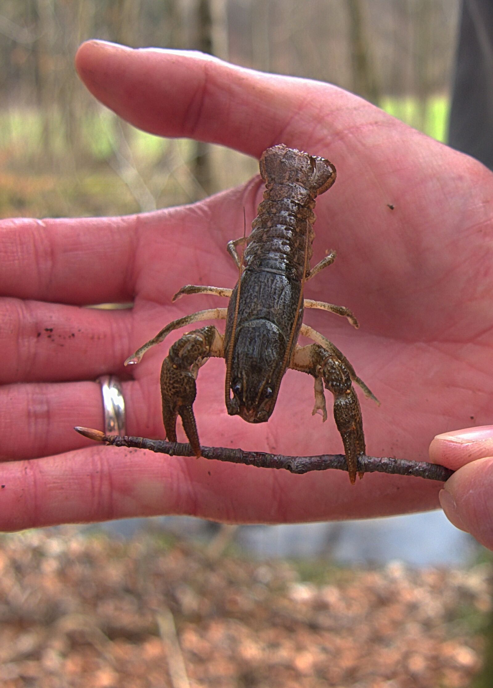Panasonic Lumix DMC-G6 sample photo. Crayfish, animal, cancer photography