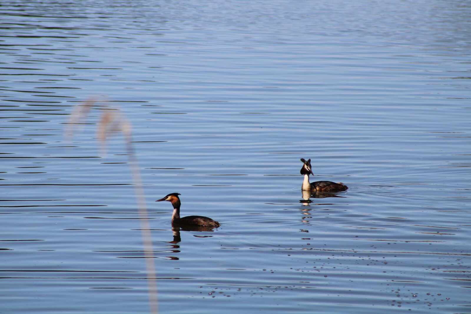 Canon EF75-300mm f/4-5.6 sample photo. Lake, duck, water photography