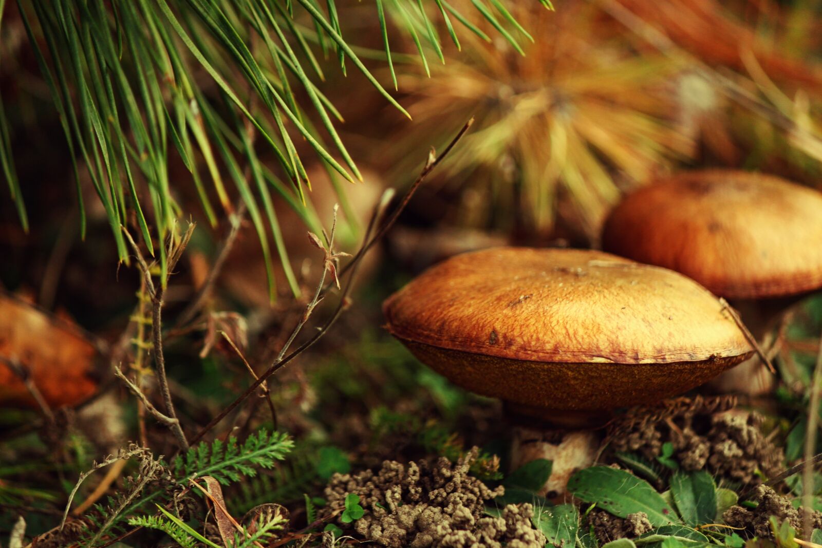 Canon EOS 500D (EOS Rebel T1i / EOS Kiss X3) sample photo. Mushrooms, maślaki, forest photography