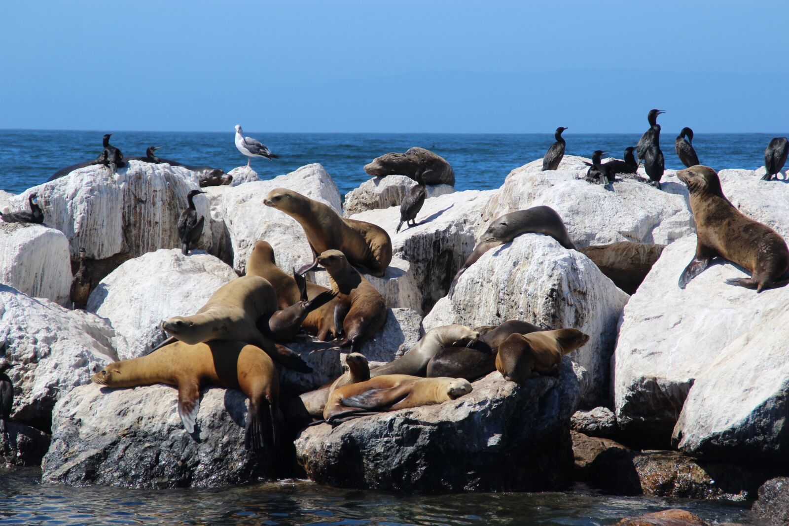 Canon EOS 1200D (EOS Rebel T5 / EOS Kiss X70 / EOS Hi) sample photo. Sea lions, crawl, seerobbe photography