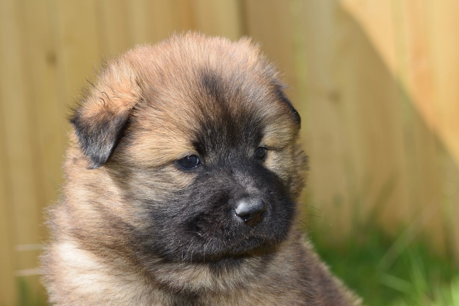 Nikon D5600 sample photo. Dog, small dog, eurasier photography