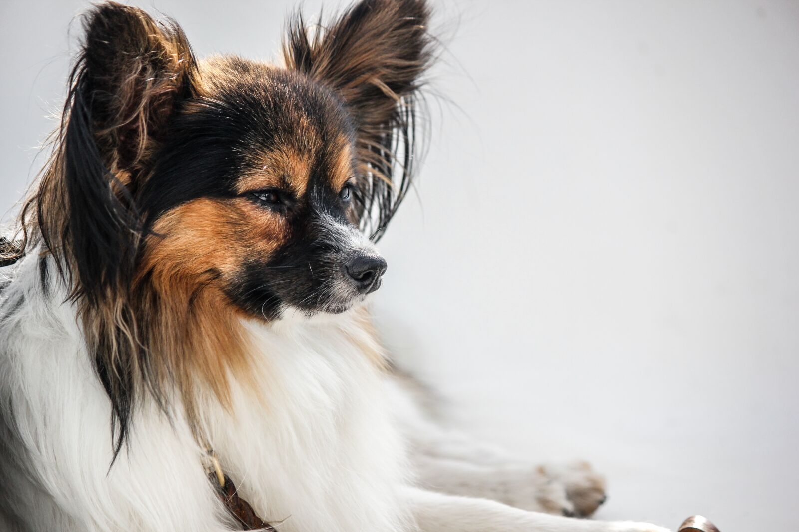 Canon EF-S 55-250mm F4-5.6 IS sample photo. Papillon, white background, dog photography