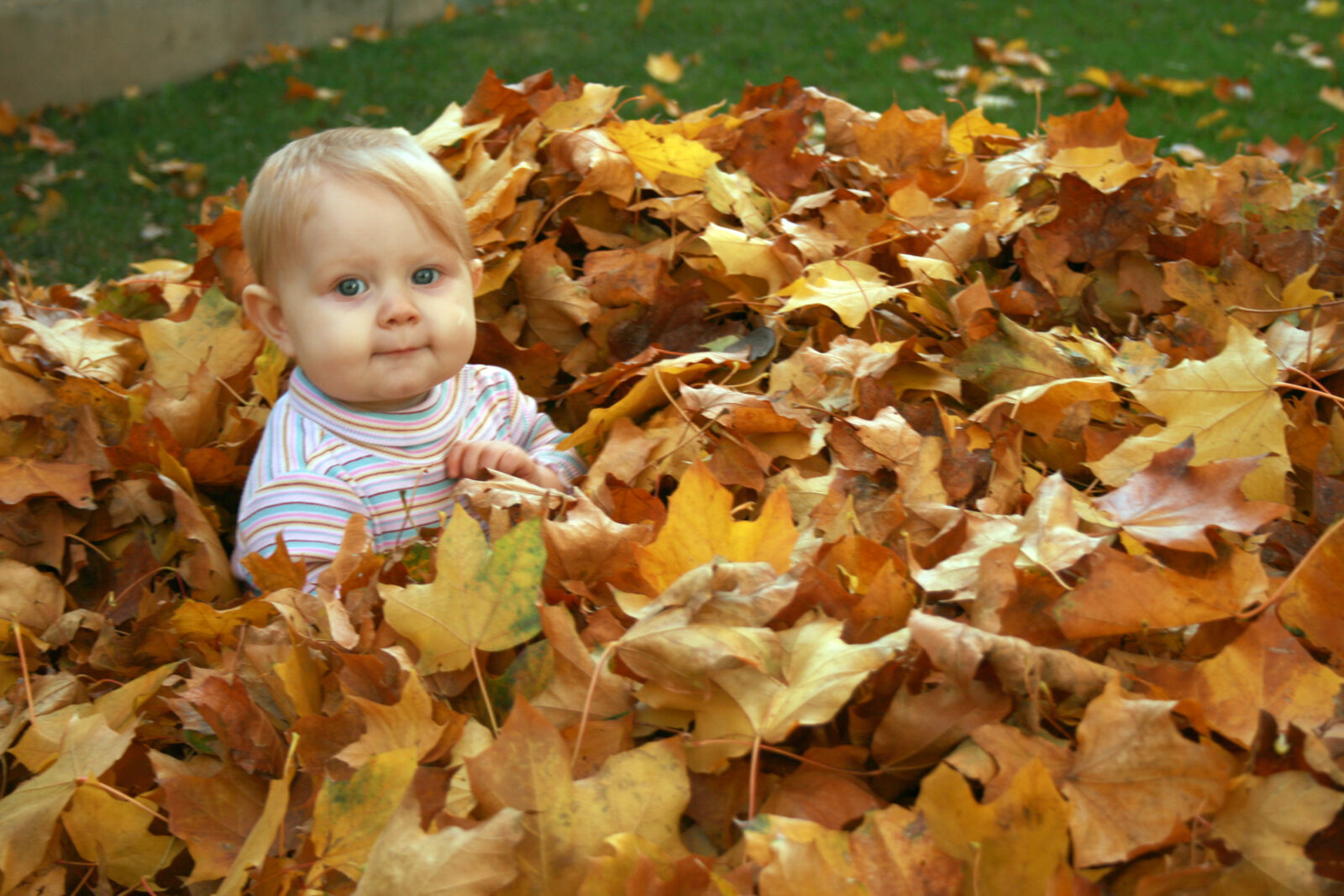 Canon EOS 400D (EOS Digital Rebel XTi / EOS Kiss Digital X) sample photo. Autumn, autumn, leaves, baby photography