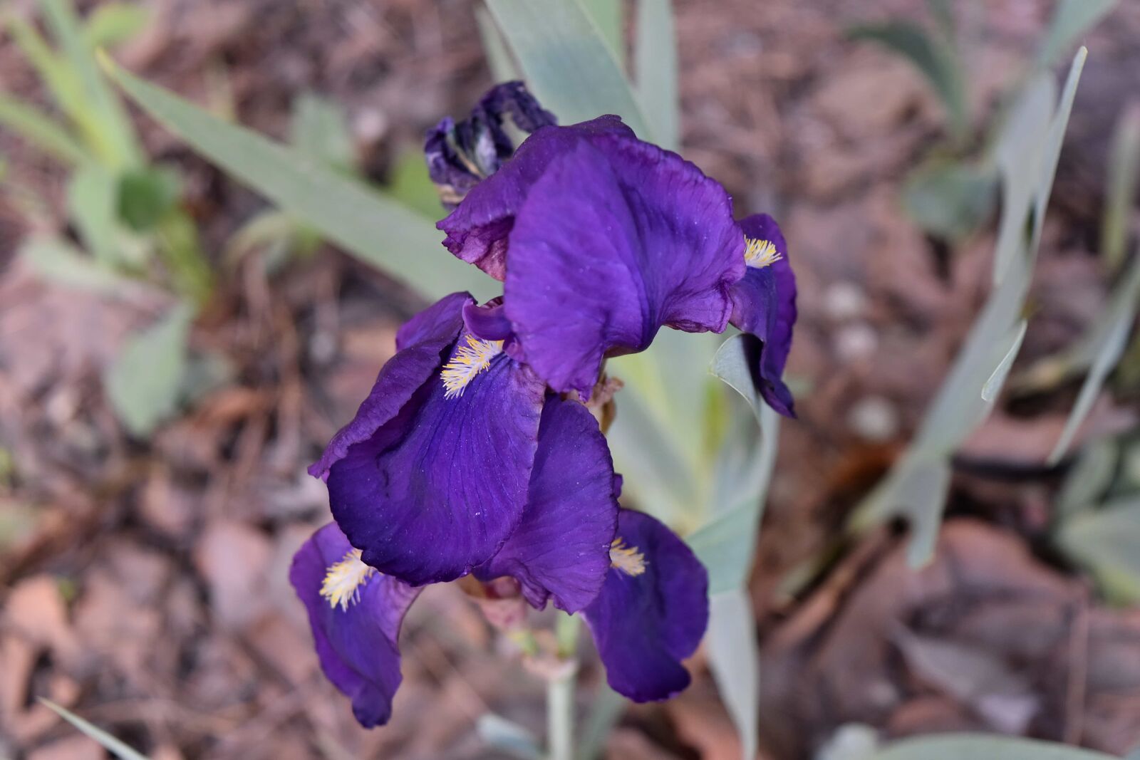 Nikon D5500 sample photo. Nature, iris, flower, plant photography