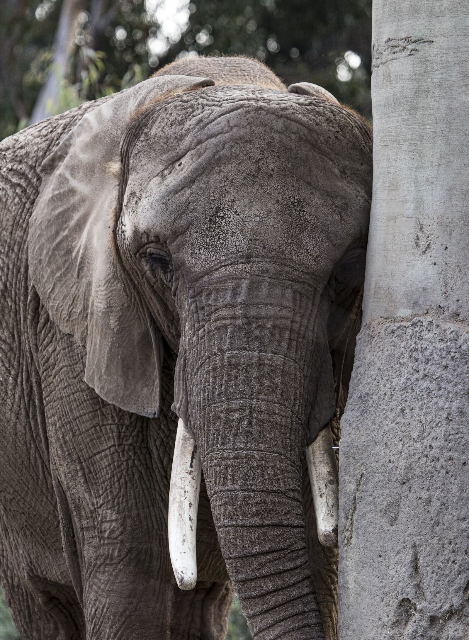 Canon EF 100-400mm F4.5-5.6L IS USM sample photo. Elephant, animal, nature photography