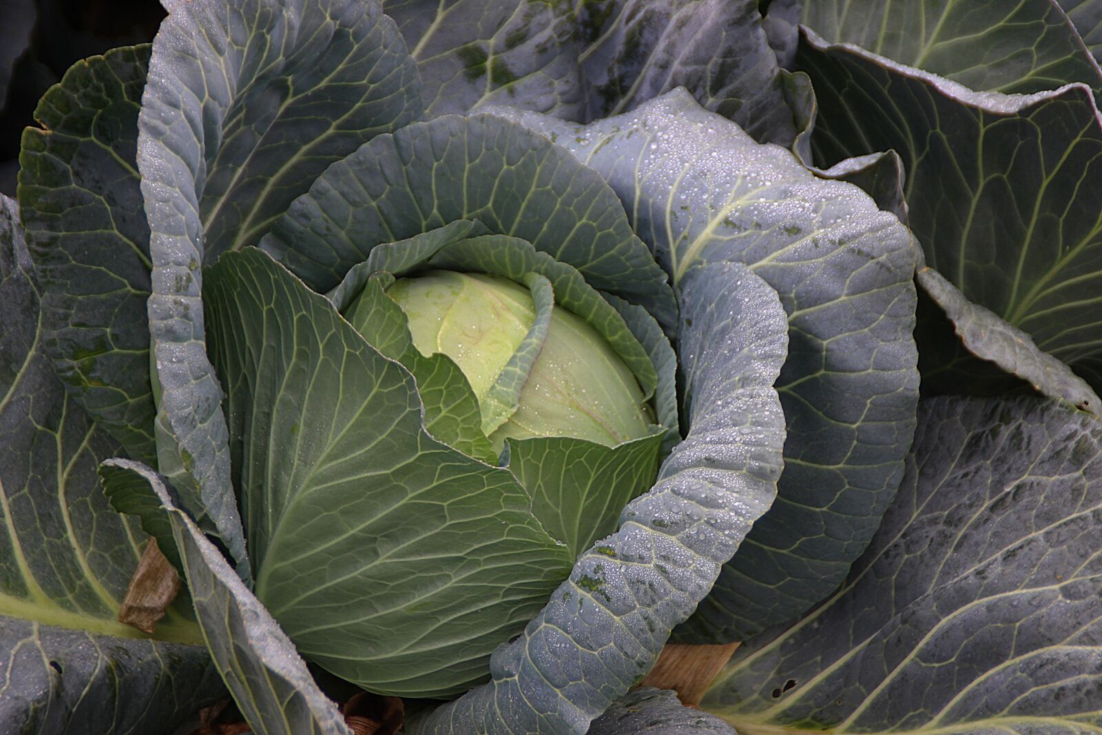 Canon EOS 600D (Rebel EOS T3i / EOS Kiss X5) sample photo. Cabbage, harvest, vegetables photography
