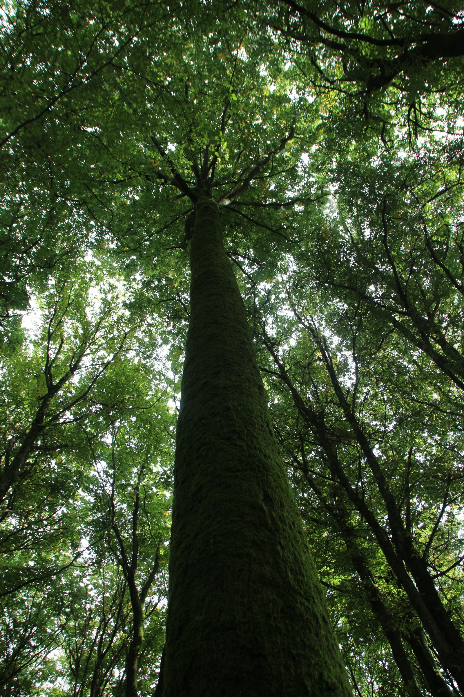 Canon EOS 600D (Rebel EOS T3i / EOS Kiss X5) sample photo. Tree, tree giant, forest photography