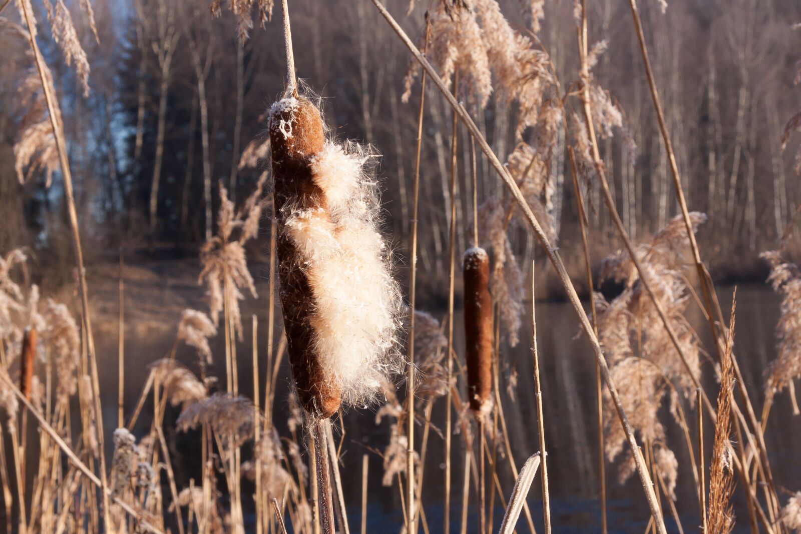 Canon EF-S 17-85mm F4-5.6 IS USM sample photo. Cattail, typha, flying seeds photography