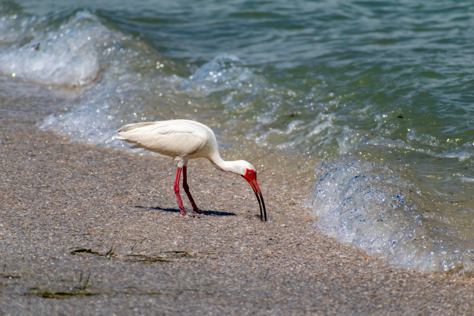 Nikon D3500 sample photo. Bird, beach, sea photography