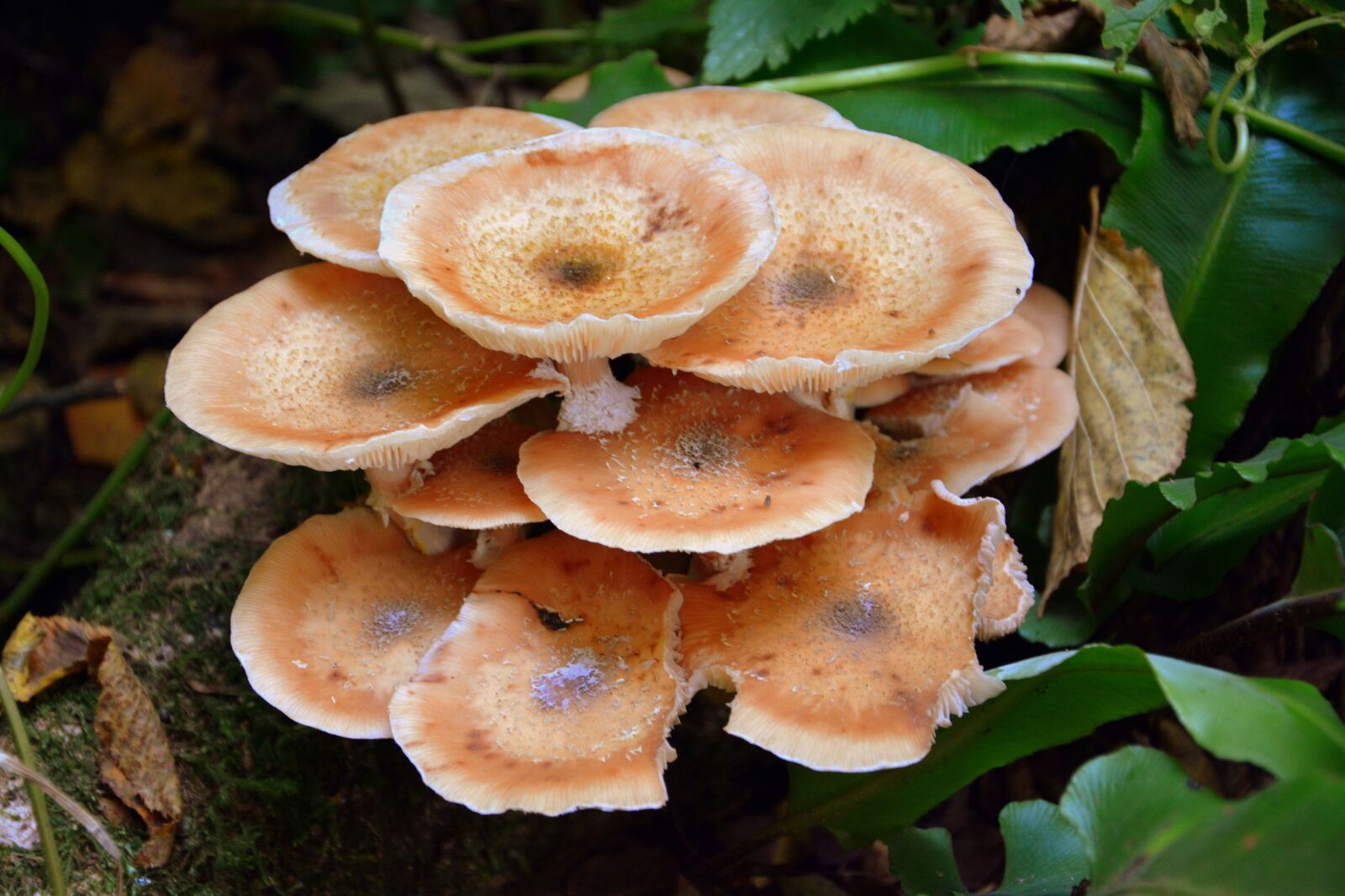 Nikon D7100 sample photo. Fungus, forest, leaves photography