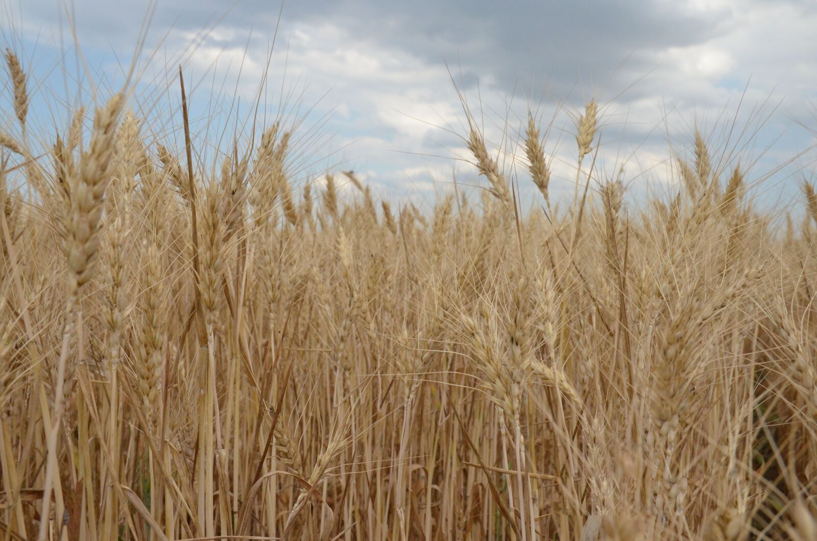 Nikon D5100 sample photo. Wheat, field, cereals photography