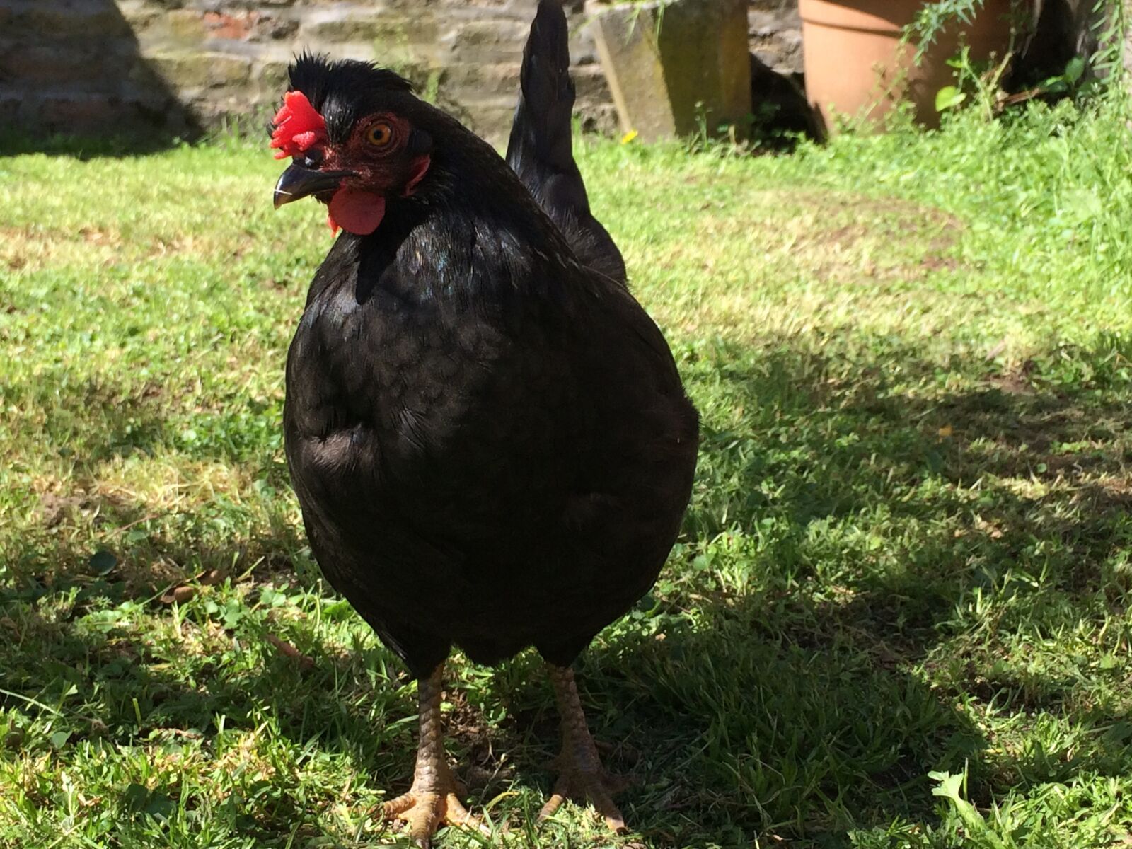 iPhone 5s back camera 4.15mm f/2.2 sample photo. Hen, pet, black photography