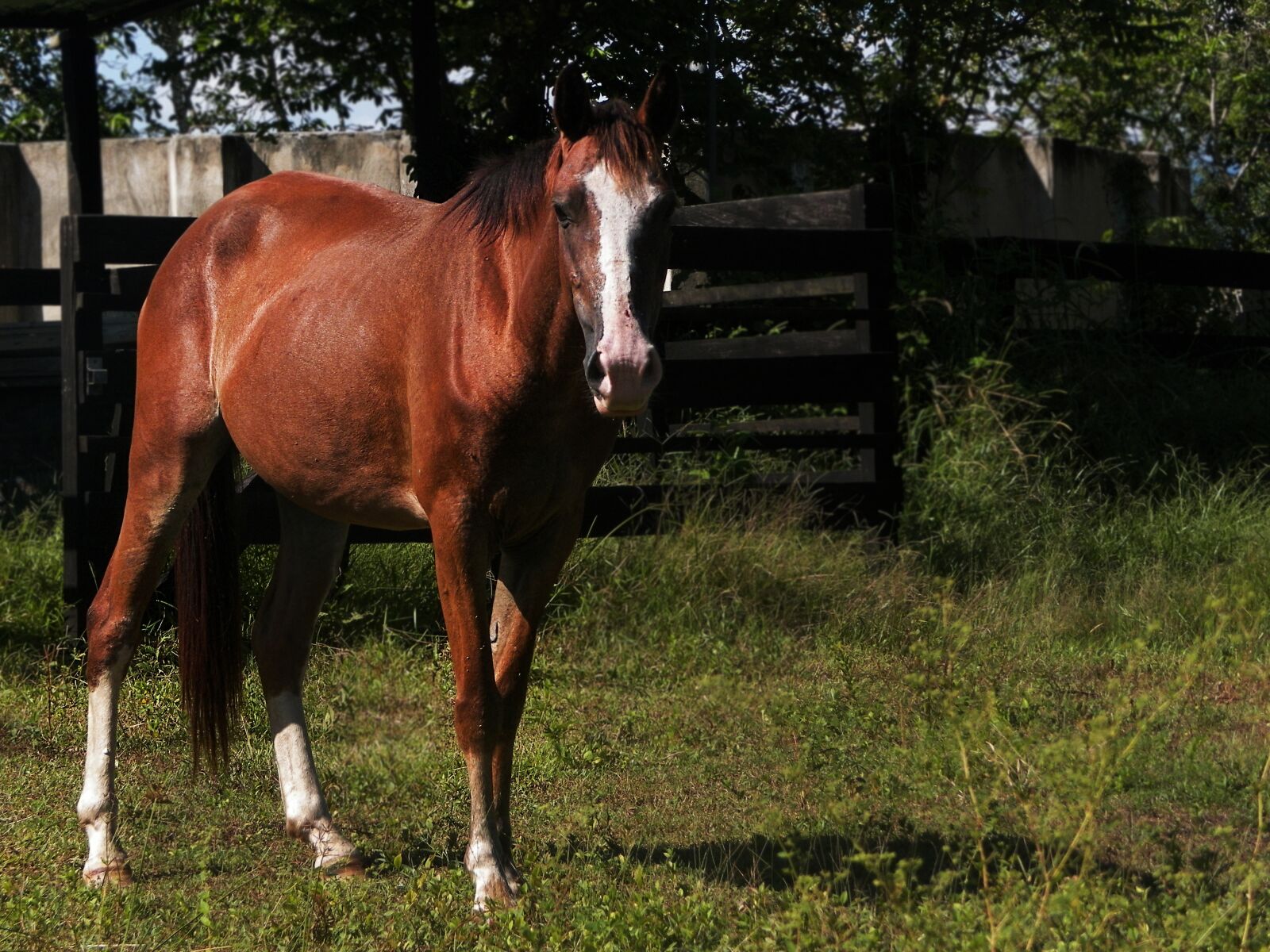 Kodak EASYSHARE Z5010 DIGITAL CAMERA sample photo. Hourse, nature, horse photography
