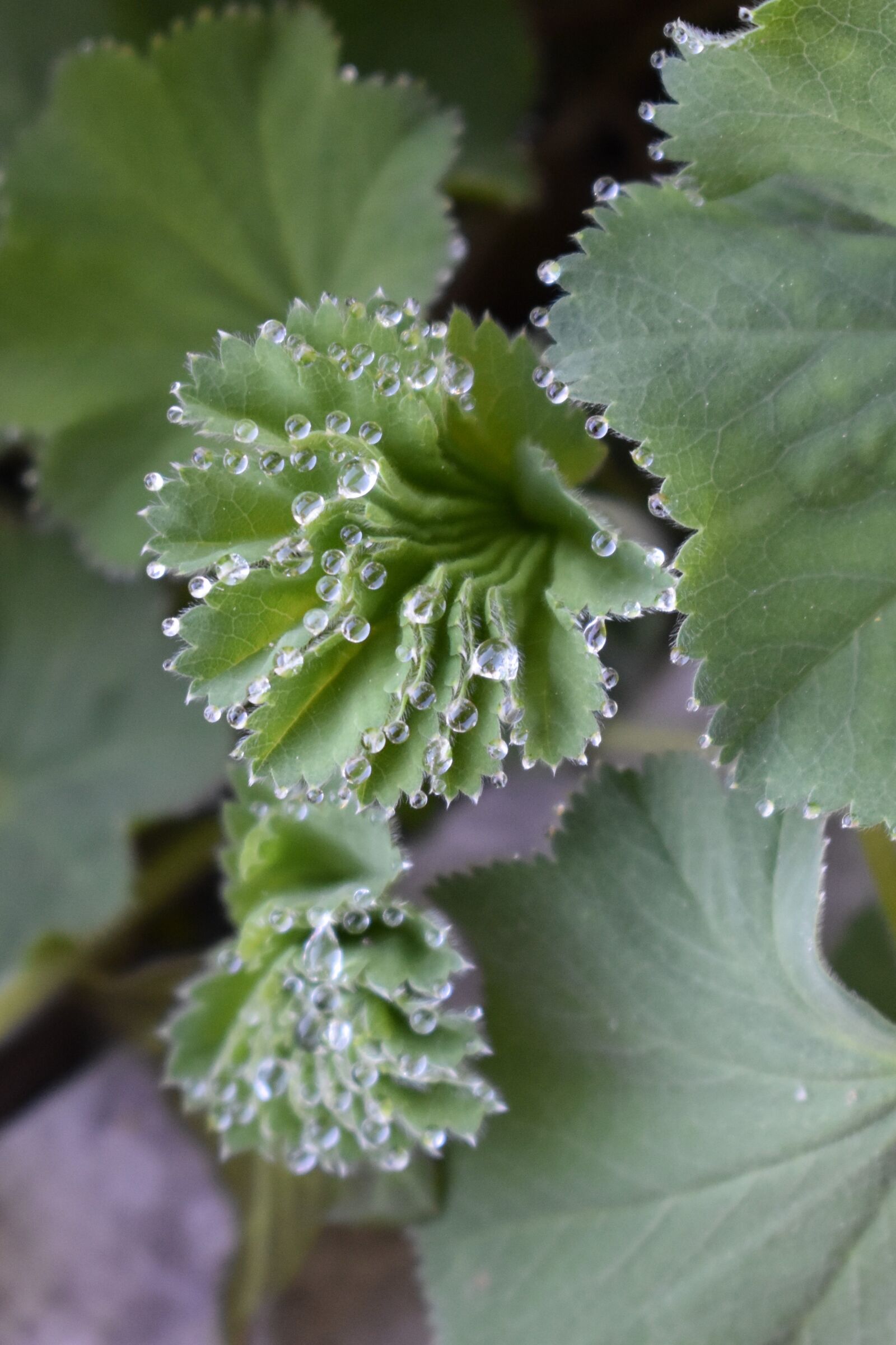 Nikon D5500 sample photo. Frauenmantel, plant, medicinal herb photography