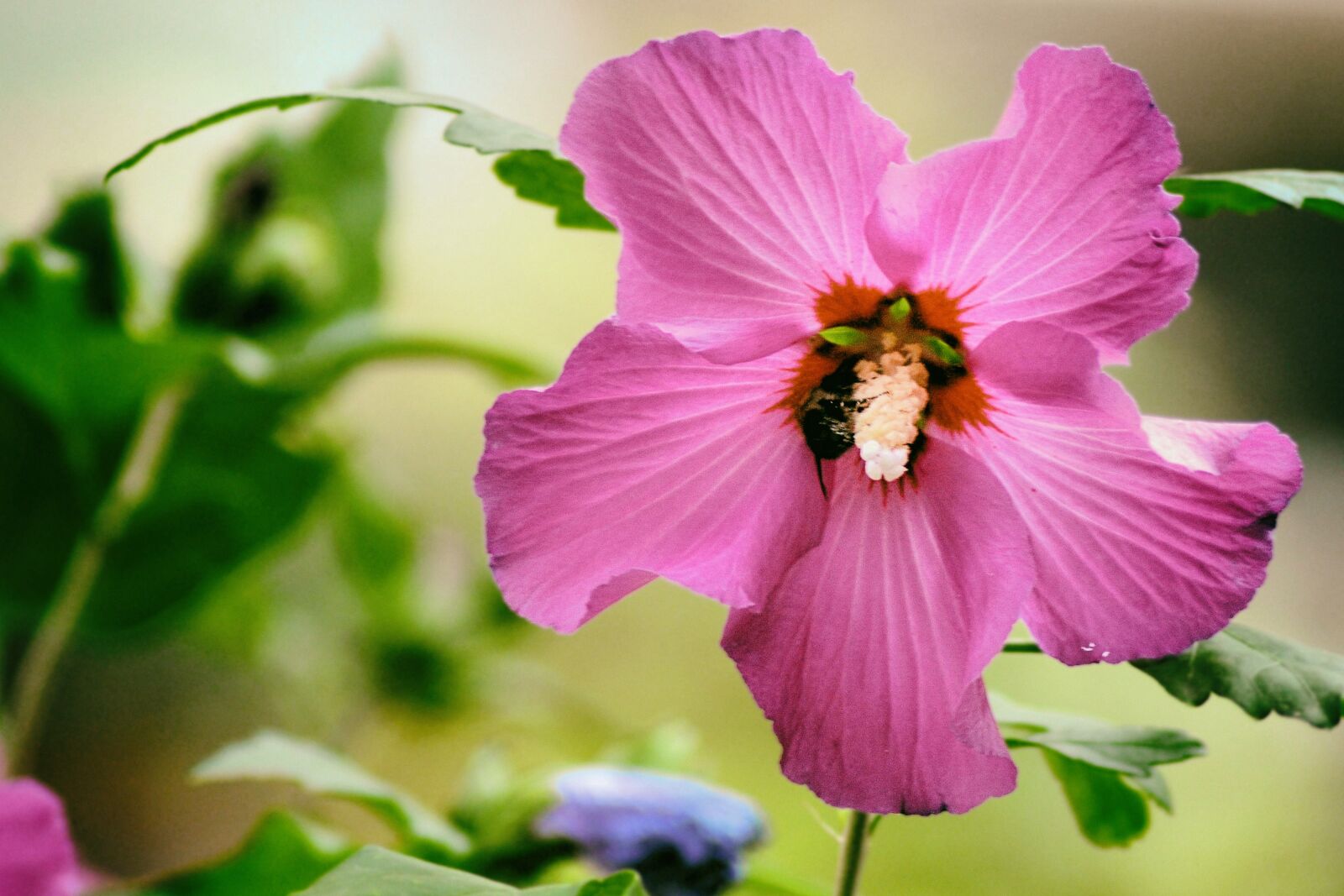 Nikon D3000 sample photo. Hibiscus, pink, blossom photography