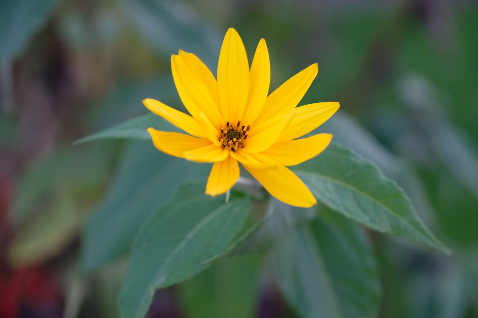 Fujifilm X-T2 sample photo. Nature, plant, flower photography