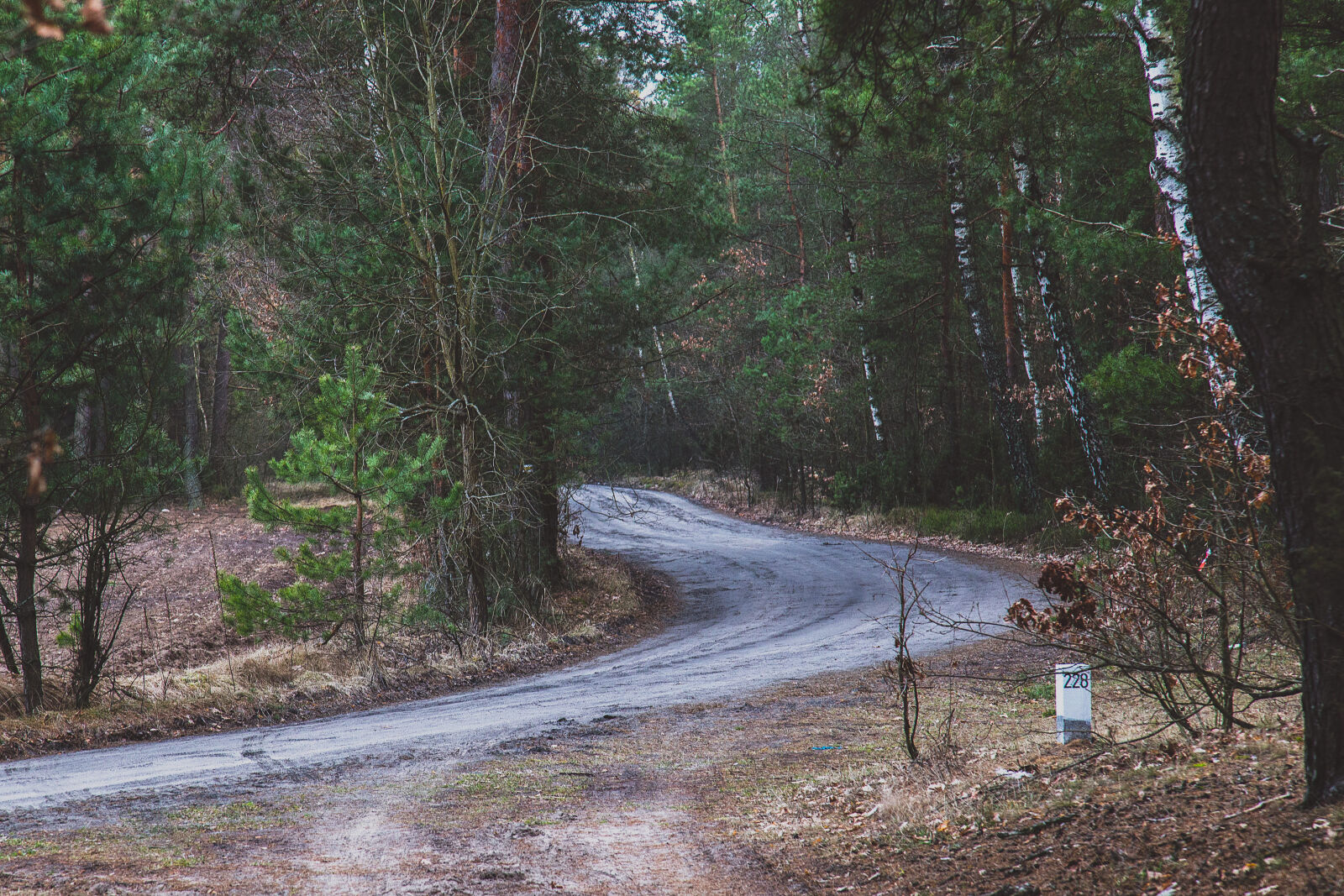 Canon EOS 6D + Canon EF 24-105mm F4L IS USM sample photo. Dirt, road, forest, road photography