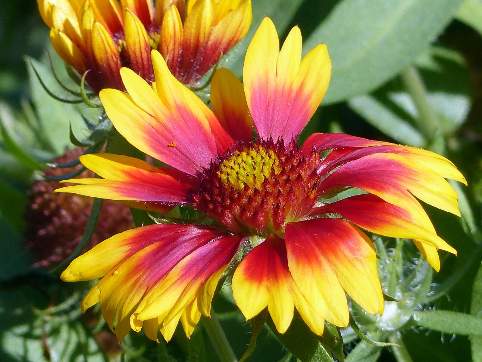 Panasonic Lumix DMC-FZ200 sample photo. Flower, colorful, nature photography