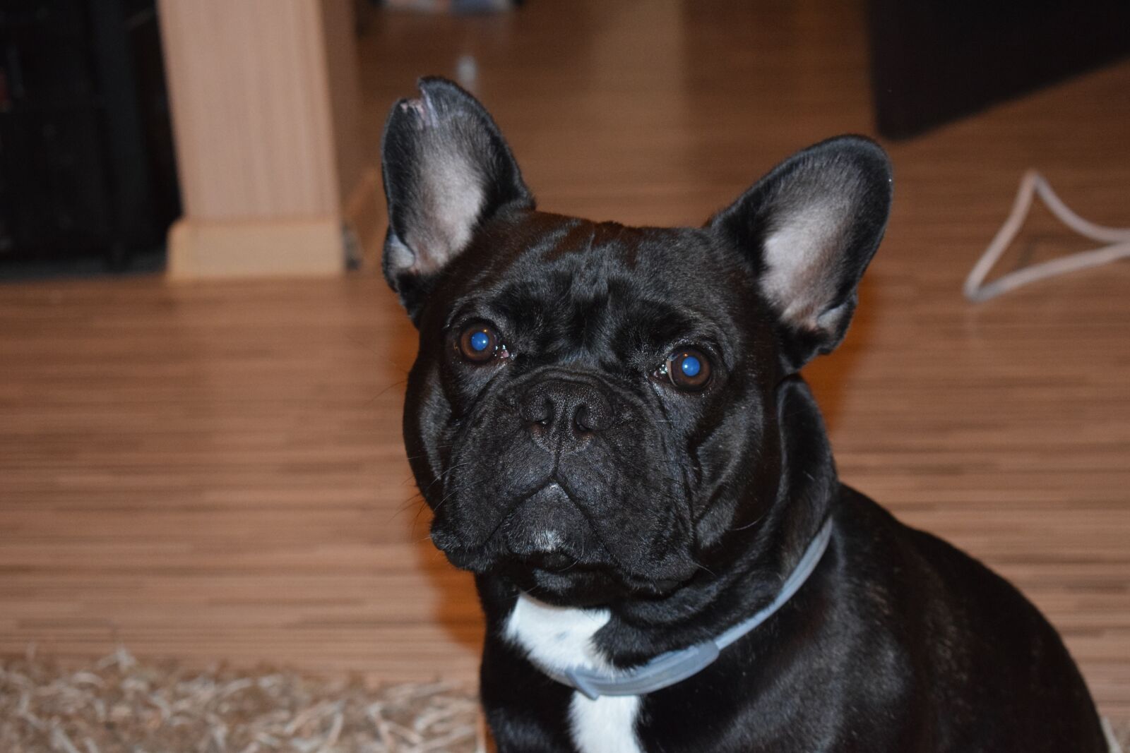 Nikon D5300 sample photo. French bulldog, dogs, cute photography