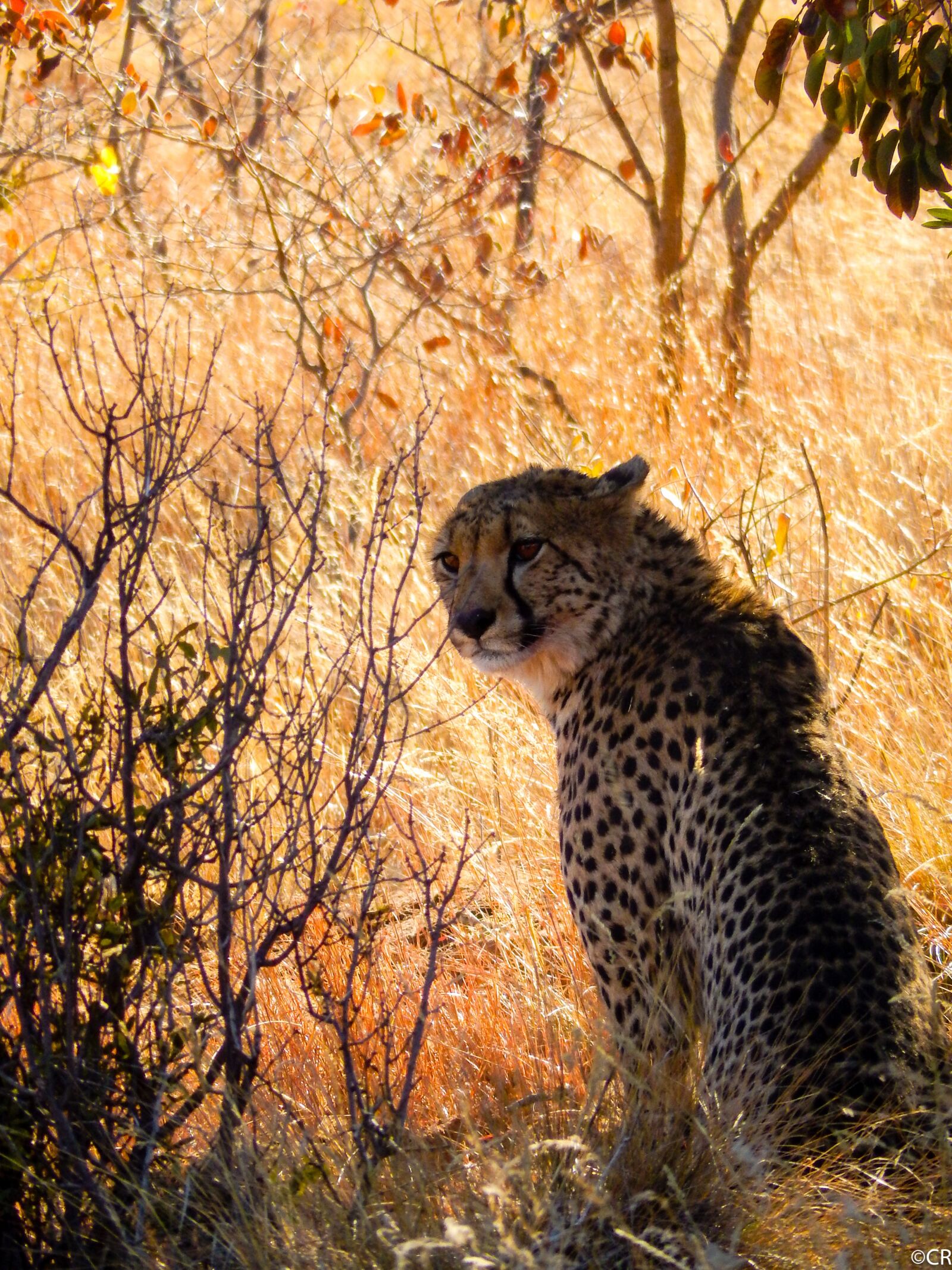 Nikon Coolpix S9500 sample photo. South africa, wild animals photography