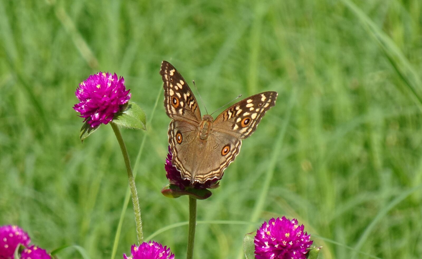 Sony DSC-WX800 sample photo. Butterfly, junonia lemonias, lemon photography