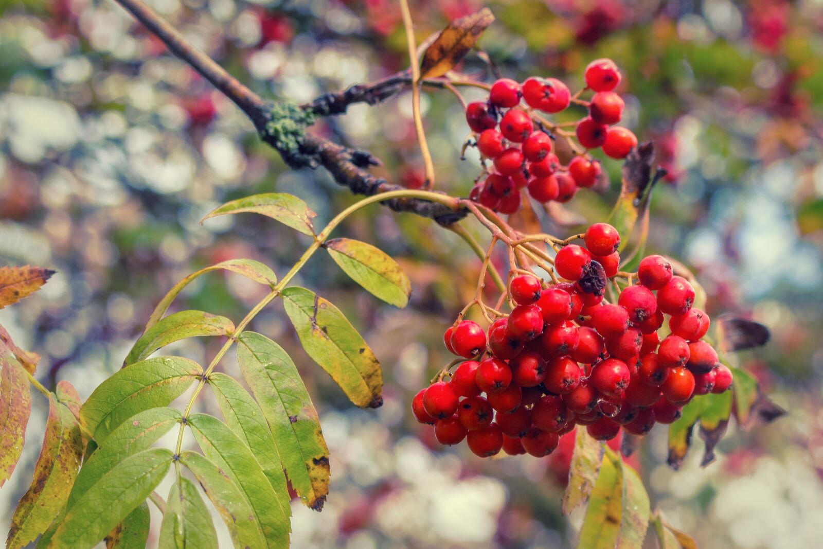 Canon EOS 700D (EOS Rebel T5i / EOS Kiss X7i) sample photo. Mountain ash, rowan, red photography