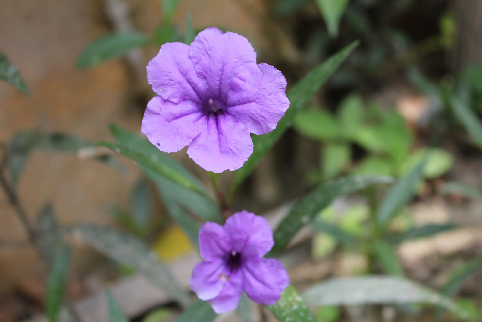 Canon EOS 550D (EOS Rebel T2i / EOS Kiss X4) sample photo. Flowers, purple, rubiyanto photography