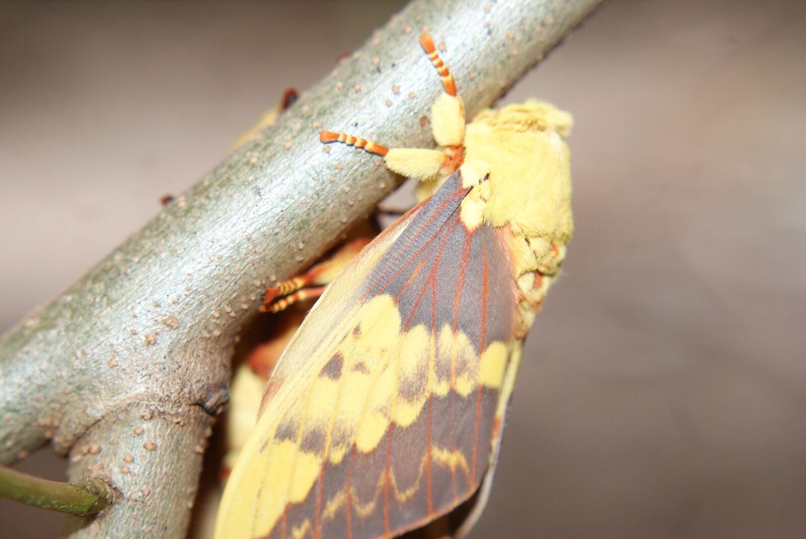 Sony Alpha DSLR-A200 sample photo. Mariposa, mating, casal photography