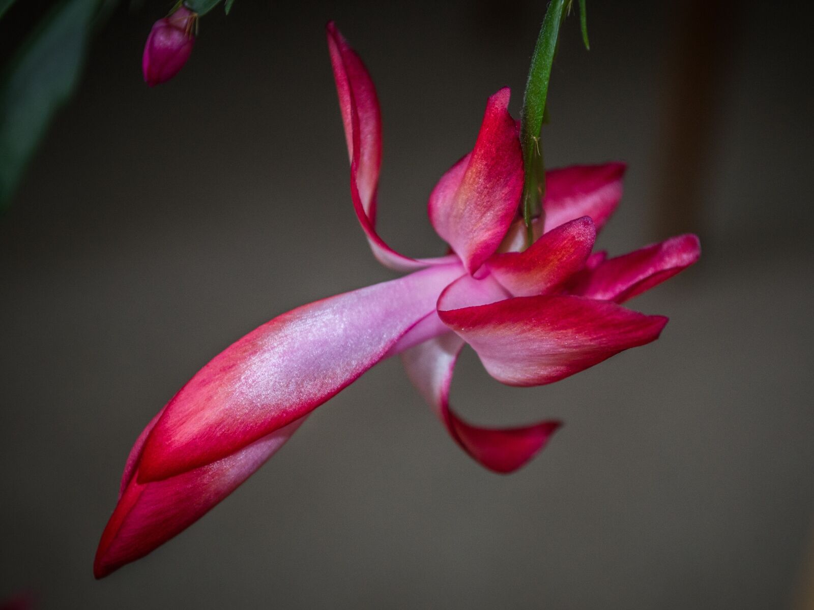 Nikon D3100 sample photo. Flower, cactus, flowering photography